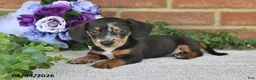 Miniature Dachshund dogs for sale: Pancho - Ad 3