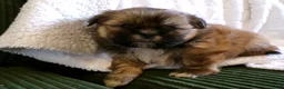 Shih Tzu dogs for sale: Oden - Ad 2