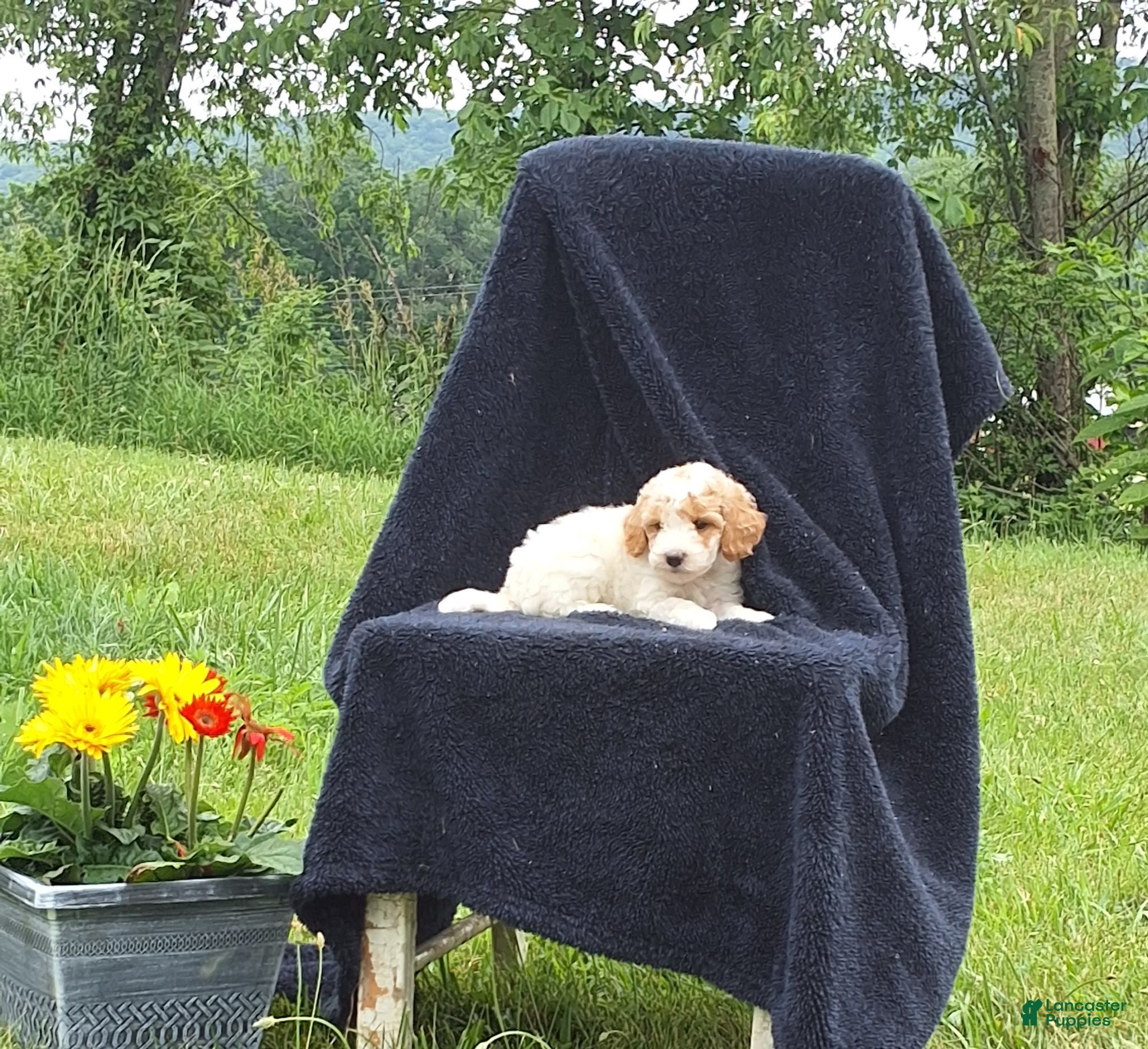 Miniature Poodle dogs Lincoln  - Ad 1