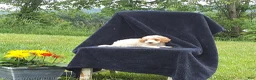 Miniature Poodle dogs for sale: Lincoln  - Ad 1