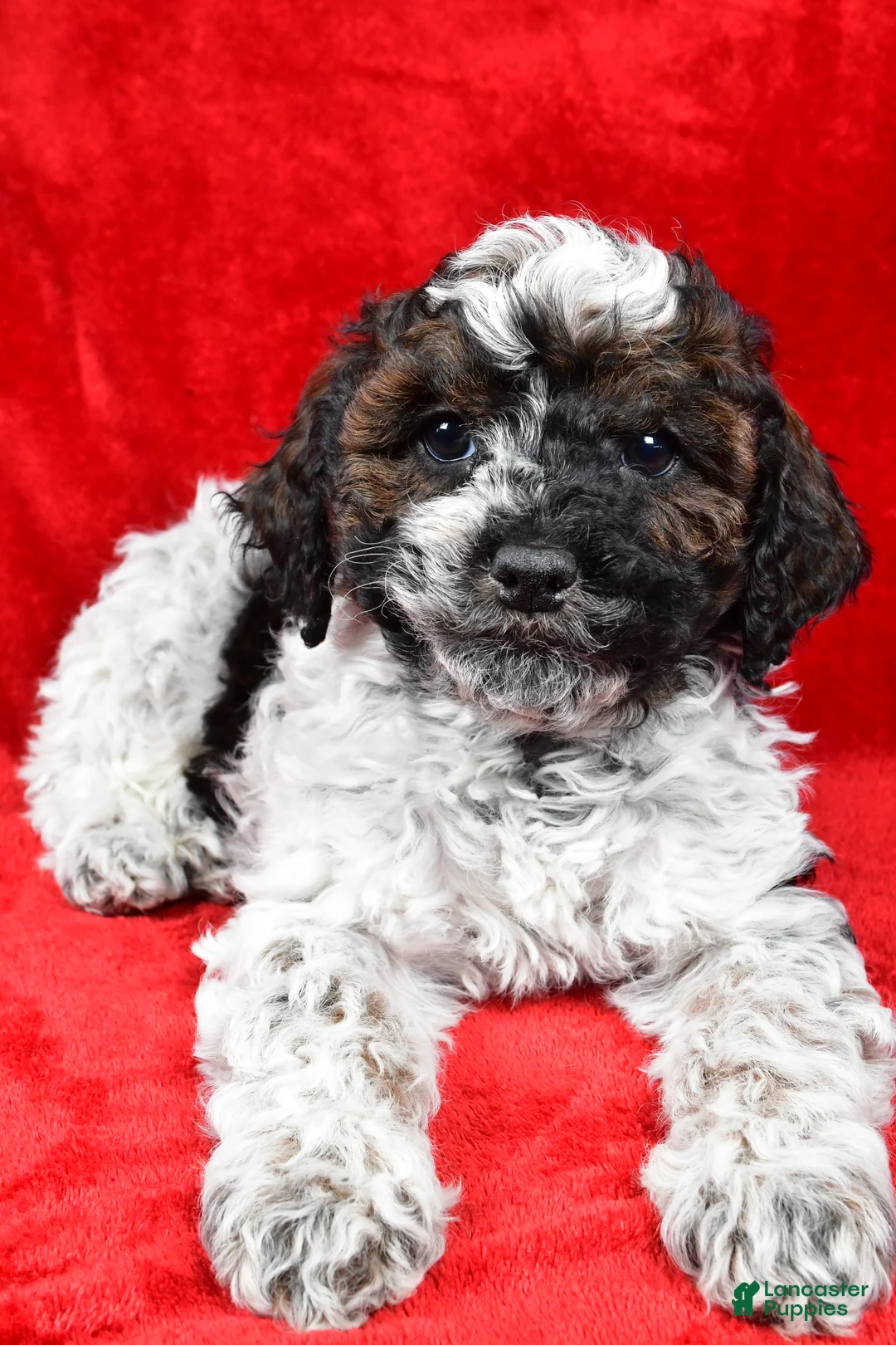 Cockapoo dogs for sale: Daxter - Ad 6
