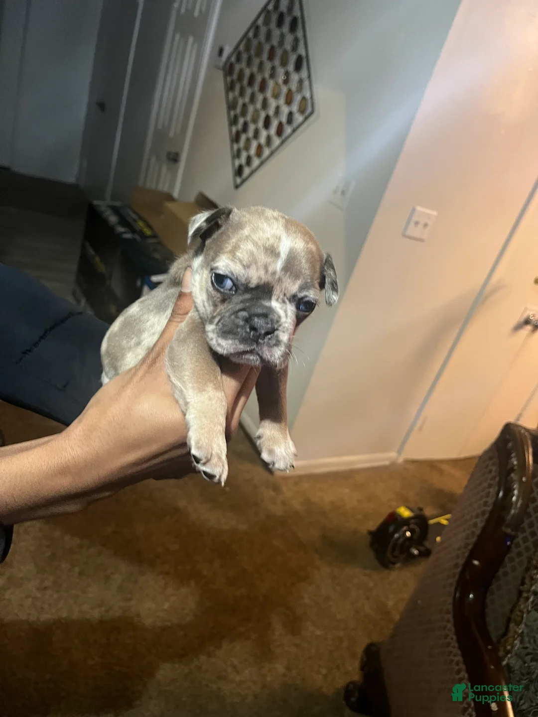 American Staffordshire Terrier dogs for sale: Chocolate Merle tricolor French bulldog  - Ad 1