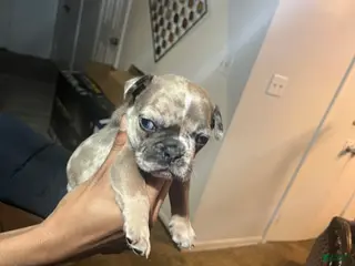 American Staffordshire Terrier dogs Chocolate Merle tricolor French bulldog - Ad 5