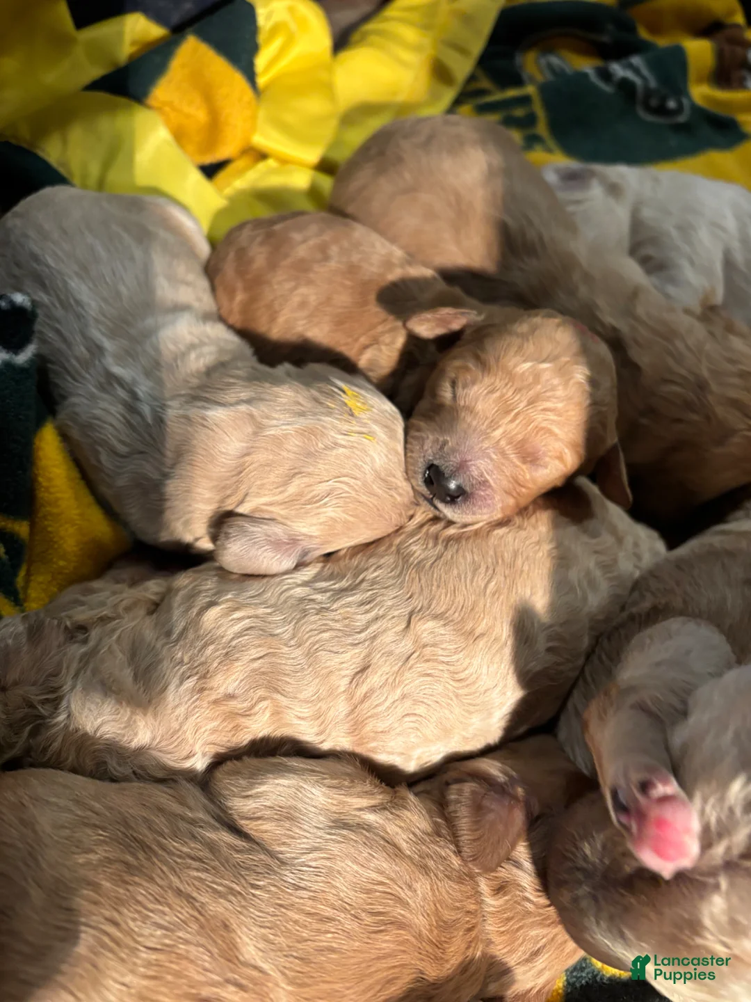 Goldendoodle dogs for sale: Blue- Goldendoodle Puppy 6 - Ad 2