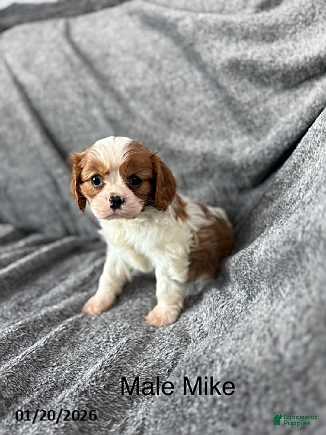 Cavalier King Charles Spaniel dogs for sale: Mike - Ad 2
