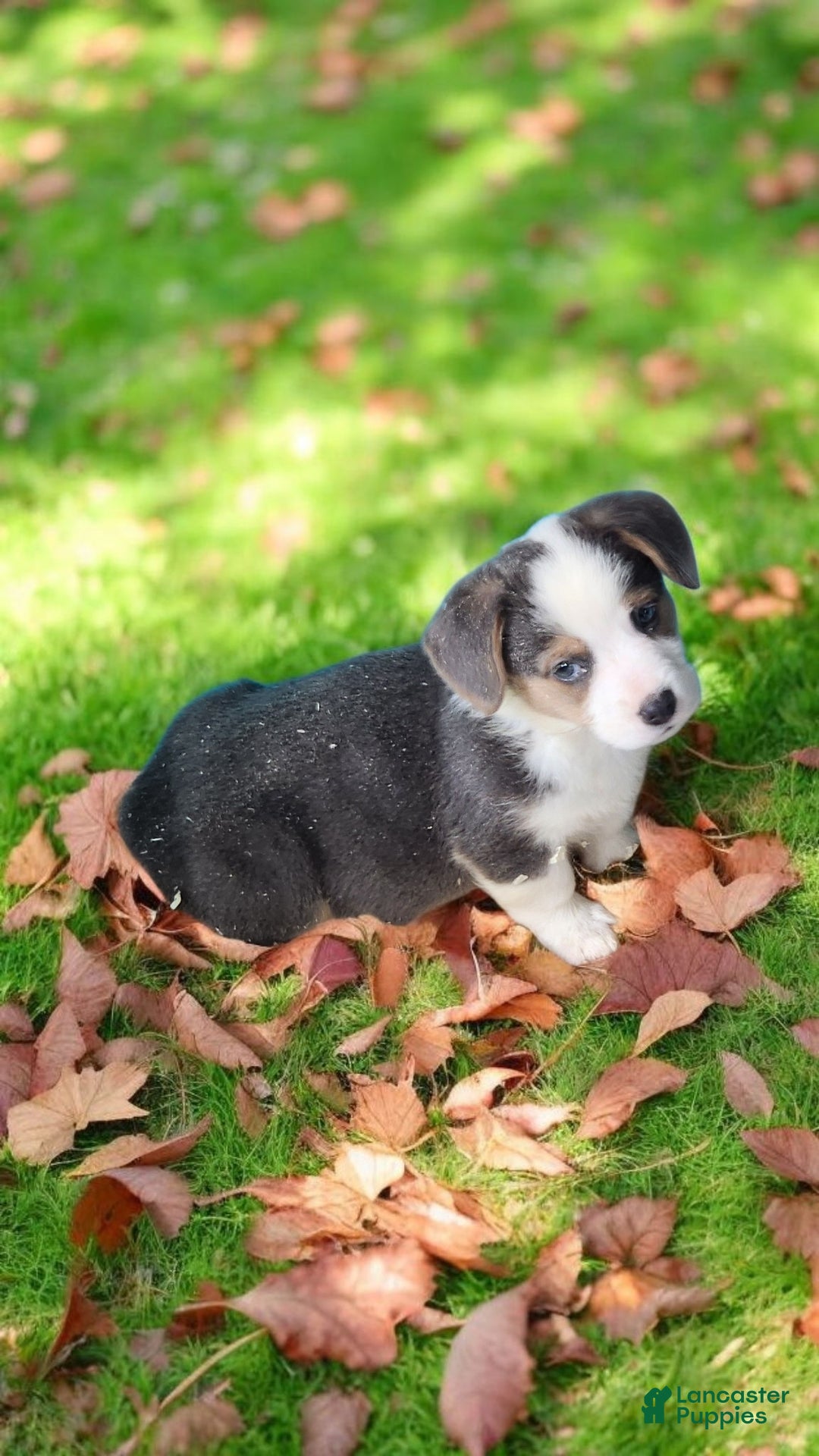 Welsh Corgi Pembroke dogs for sale: Apex Bluie  - Ad 9