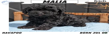 Malia