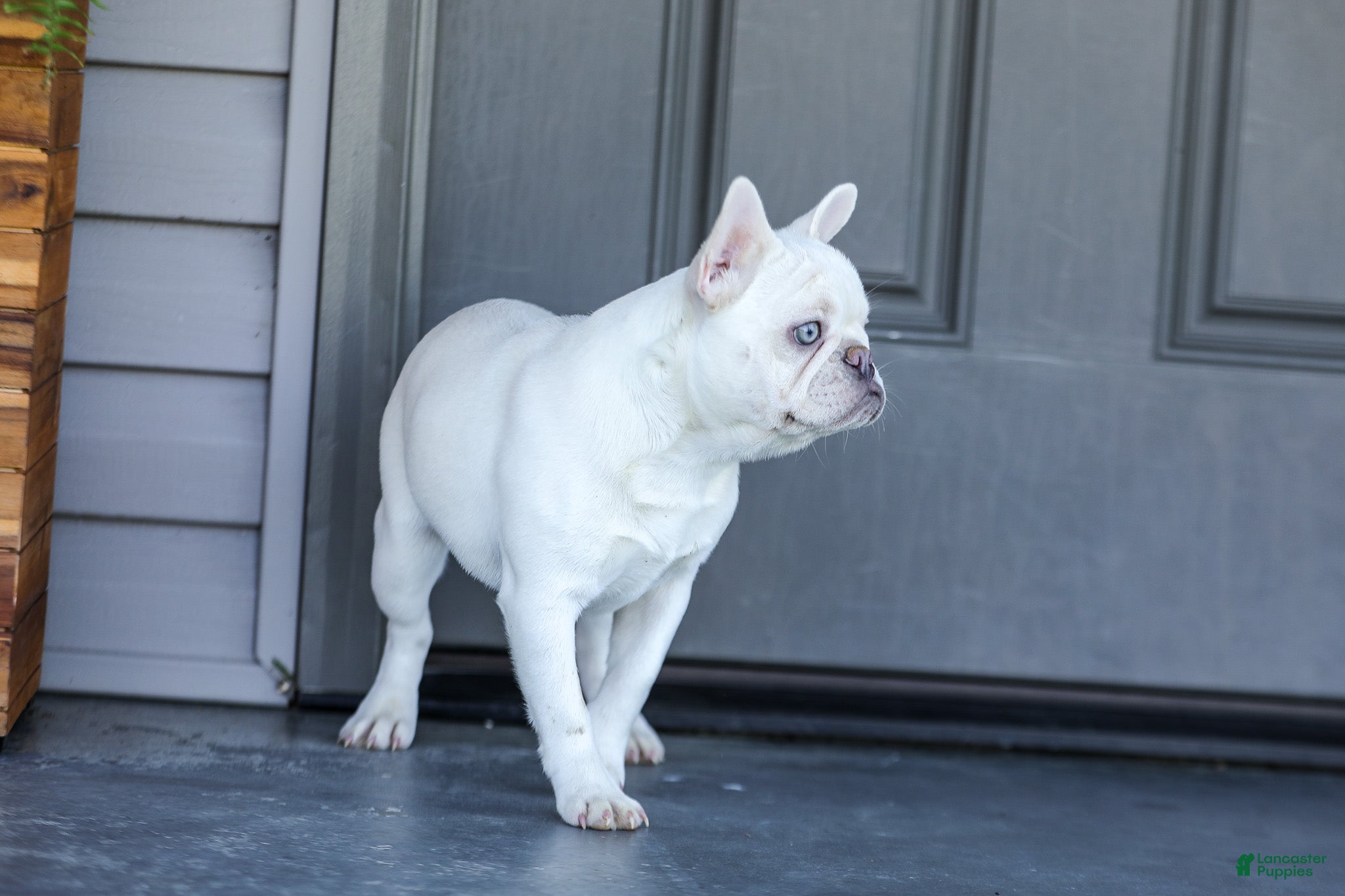 French Bulldog dogs for sale: Dora - Ad 7