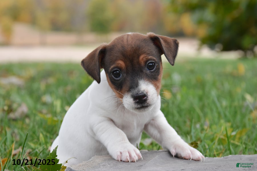 Jack Russell Terrier dogs Branson - Ad 42