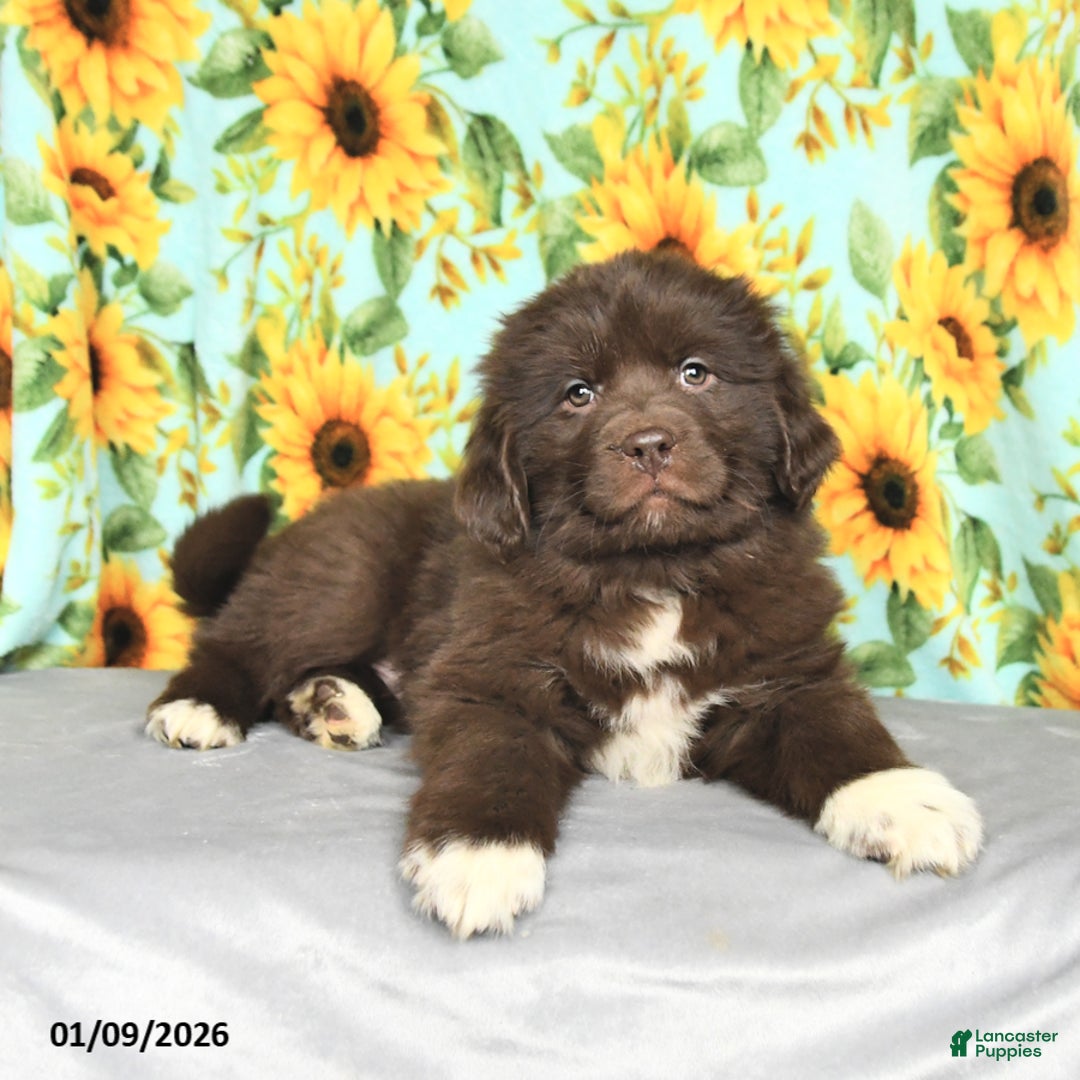 Newfoundland dogs for sale: Taffy - Ad 3