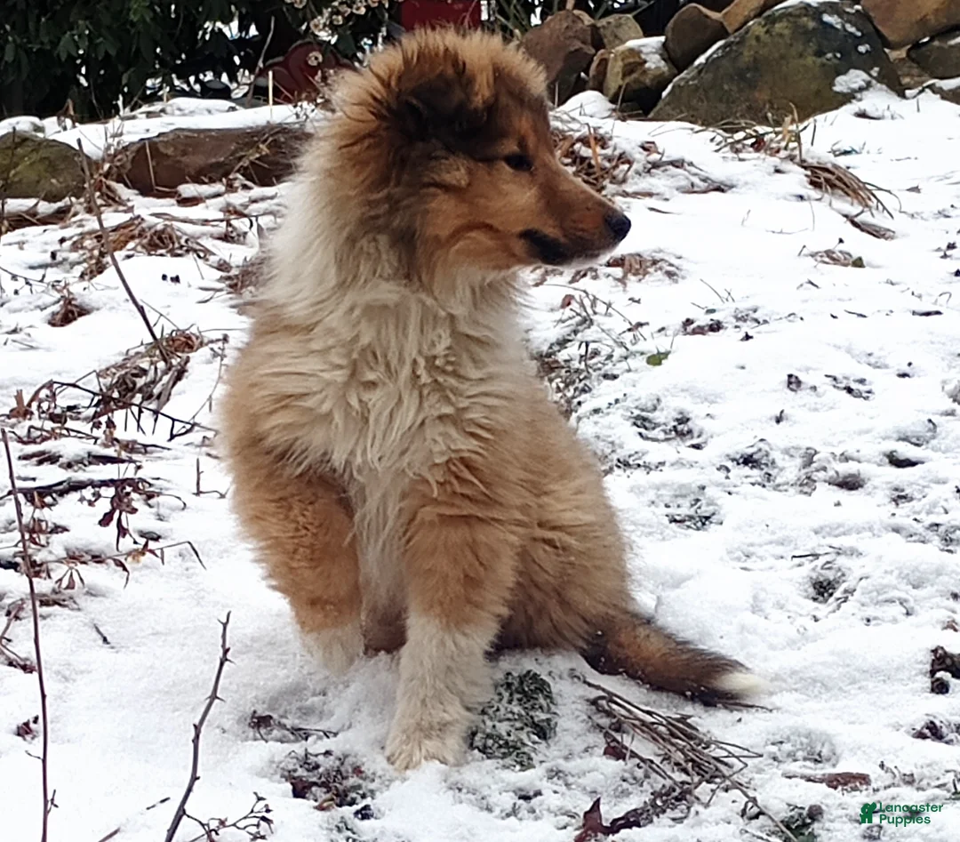 Collie dogs for sale: Aries - Ad 1