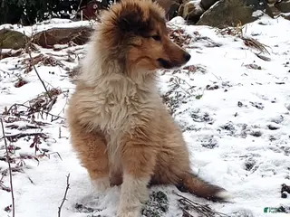 Collie dogs Aries - Ad 14