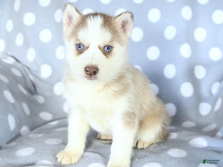 Siberian Husky dogs Remy - Ad 7