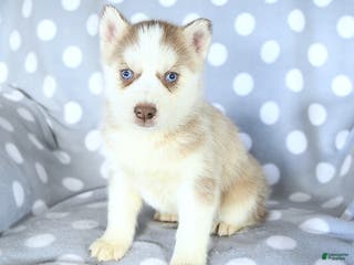Siberian Husky dogs Remy - Ad 9