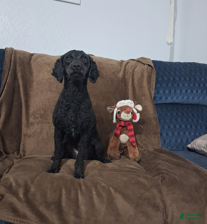 Miniature Poodle dogs Kiwi - Ad 1