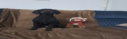 Miniature Poodle dogs for sale: Kiwi - Ad 1