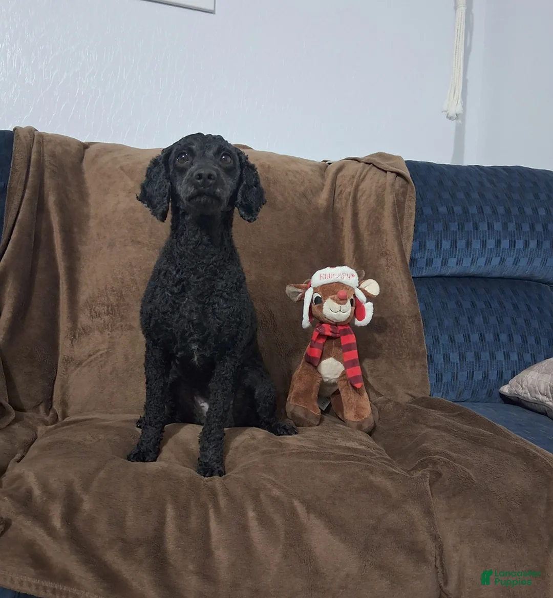 Miniature Poodle dogs for sale: Kiwi - Ad 1