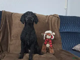 Miniature Poodle dogs for sale: Kiwi - Ad 1