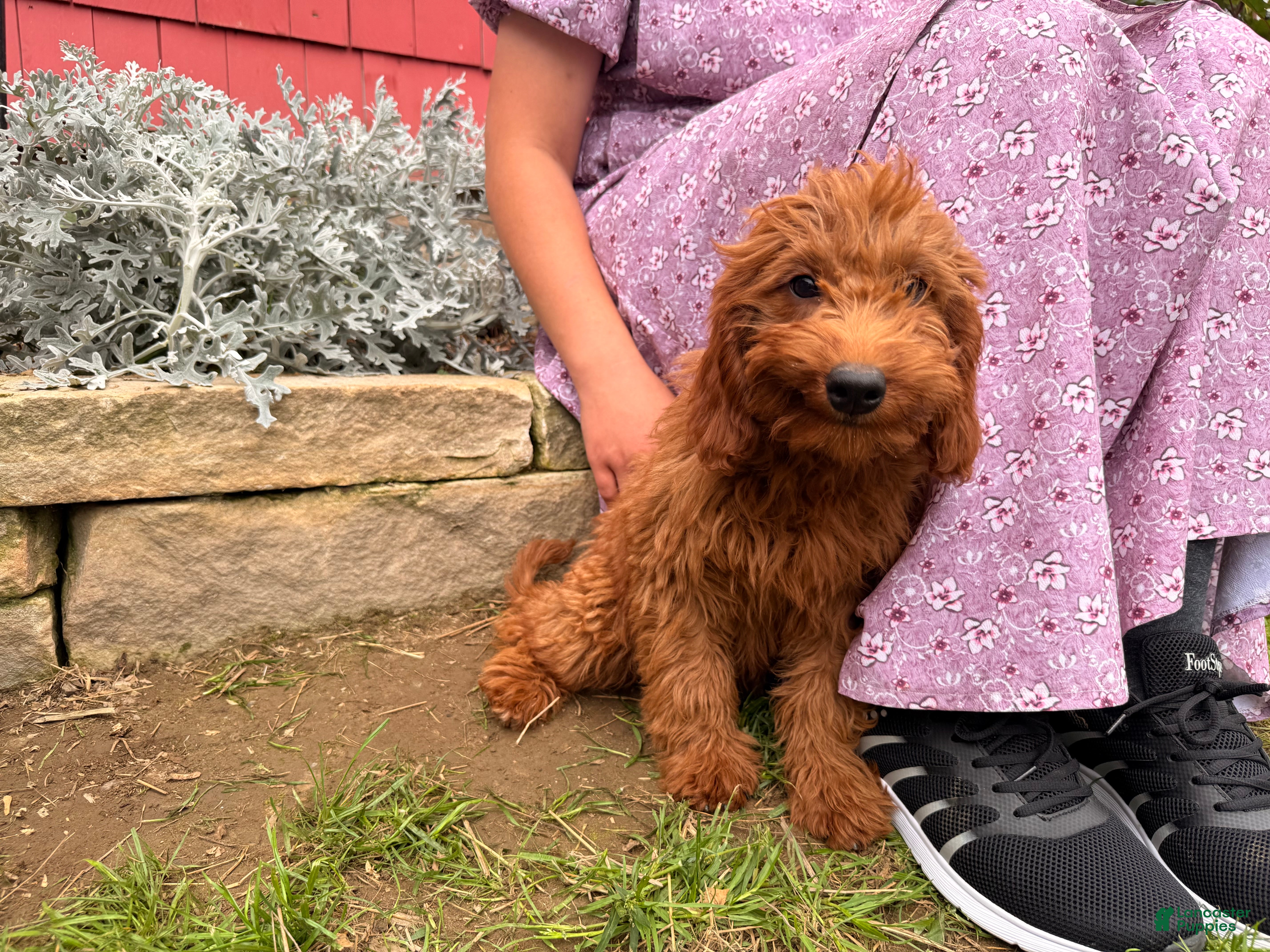 Mini Goldendoodle dogs Cora - Ad 2