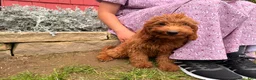 Mini Goldendoodle dogs for sale: Cora - Ad 2
