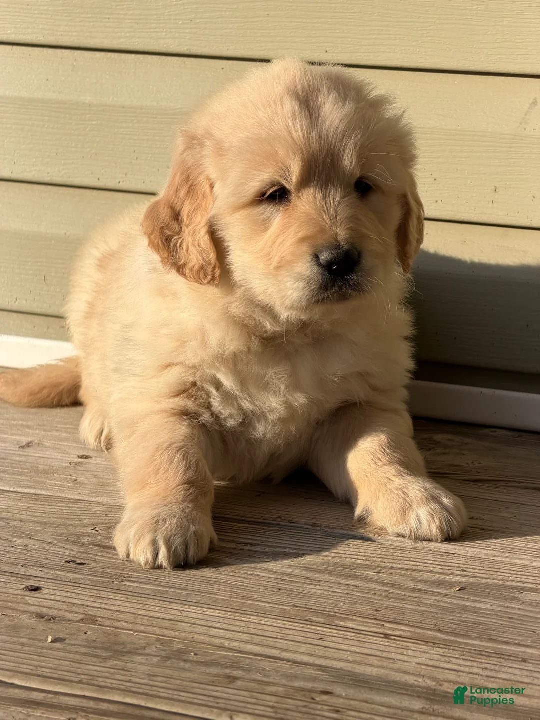 Golden Retriever dogs for sale: Eleven - Ad 3