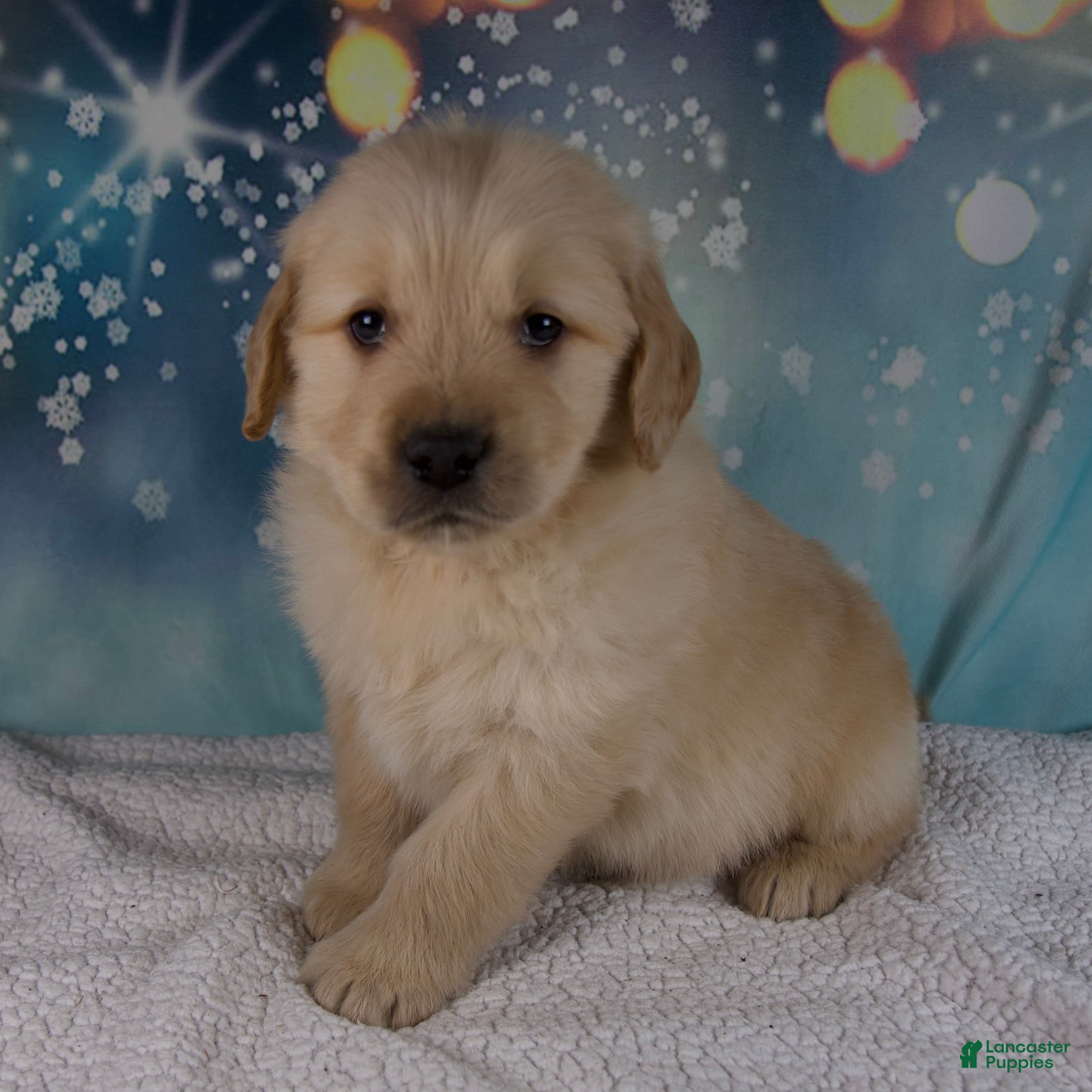 Golden Retriever dogs Ezra - Ad 3
