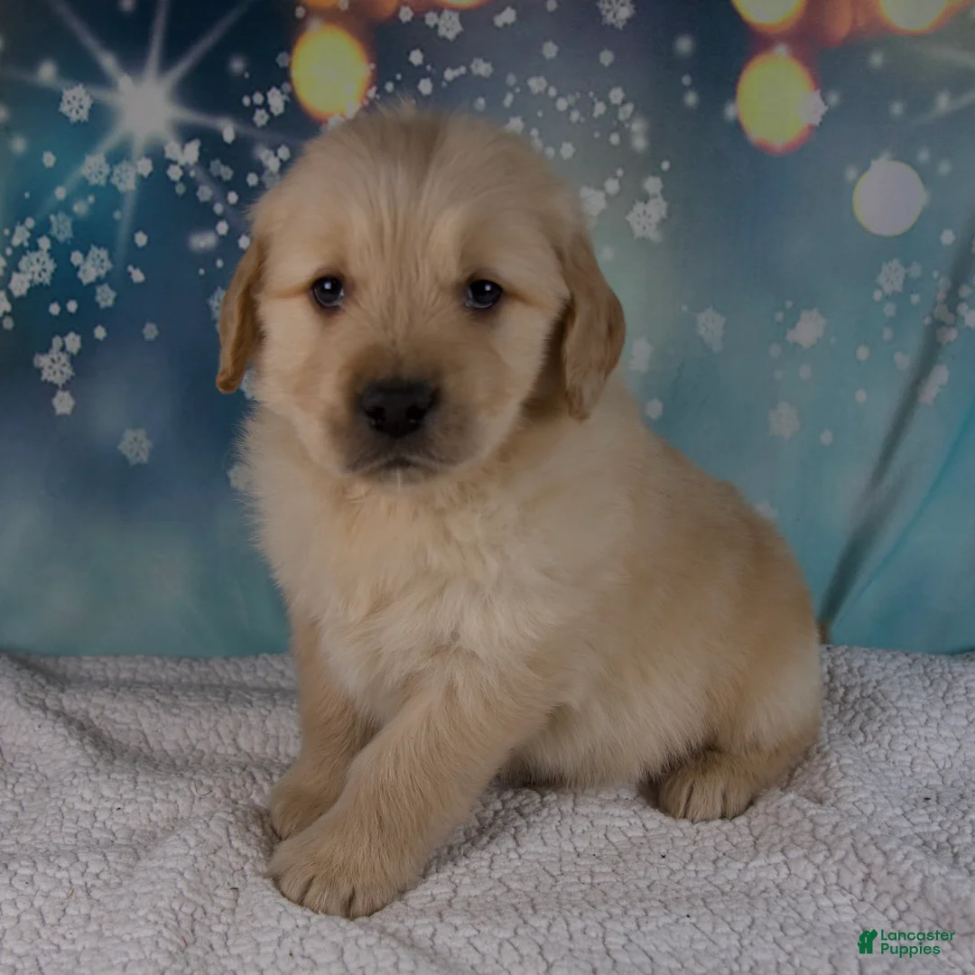 Golden Retriever dogs for sale: Ezra - Ad 1