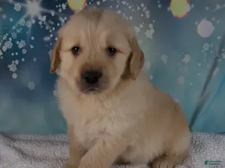 Golden Retriever dogs Ezra - Ad 3