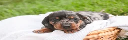 Miniature Dachshund dogs for sale: Garrett Miniature Dachshund  - Ad 6