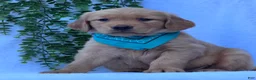 Golden Retriever dogs for sale: Mason - Ad 4