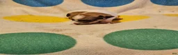 Chihuahua dogs for sale: Buddy - Ad 7