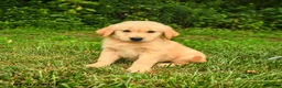 Golden Retriever dogs for sale: Mila - Ad 3
