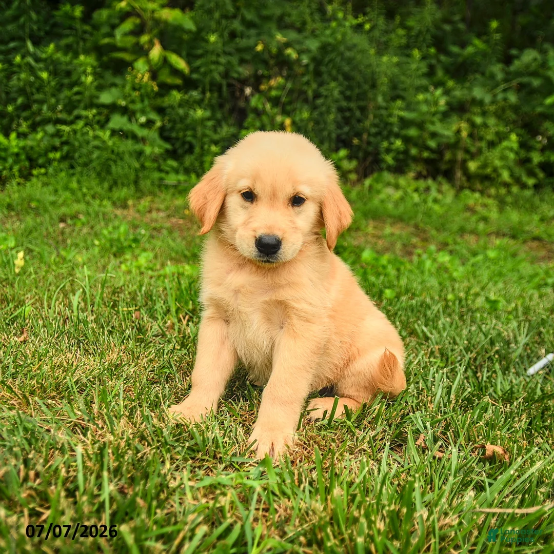 Golden Retriever dogs for sale: Mila - Ad 3