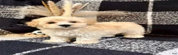 Schnoodle dogs for sale: Leo - Ad 5