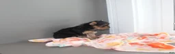Yorkshire Terrier dogs for sale: Petunia - Ad 3