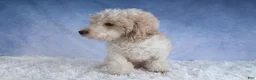 Miniature Poodle dogs for sale: Jenson ✨ - Ad 19