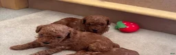 Maltipoo dogs for sale: Maya - Ad 9