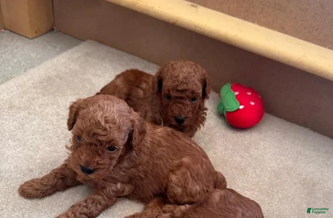Maltipoo dogs for sale: Maya - Ad 9