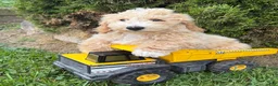 Bichpoo dogs for sale: Jack - Ad 1