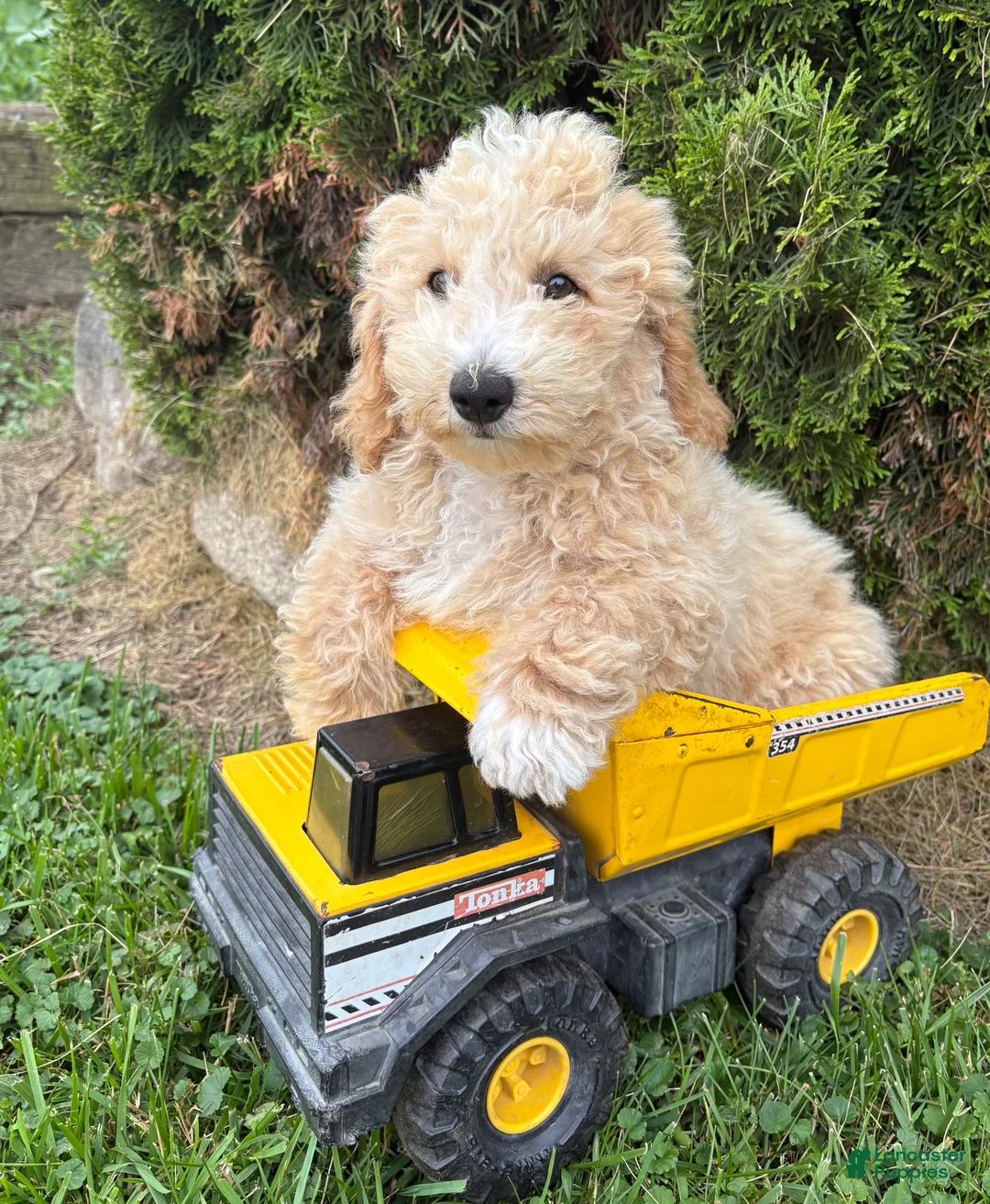 Bichpoo dogs for sale: Jack - Ad 1