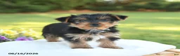 Yorkshire Terrier dogs for sale: Dexter - Ad 4