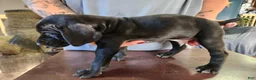 German Shorthaired Pointer dogs for sale: German Shorthaired Pointer 5 - Ad 5