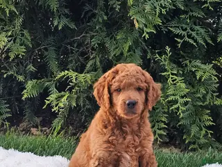 Mini Goldendoodle dogs for sale: Mini Goldendoodle Puppy 1 - Ad 1