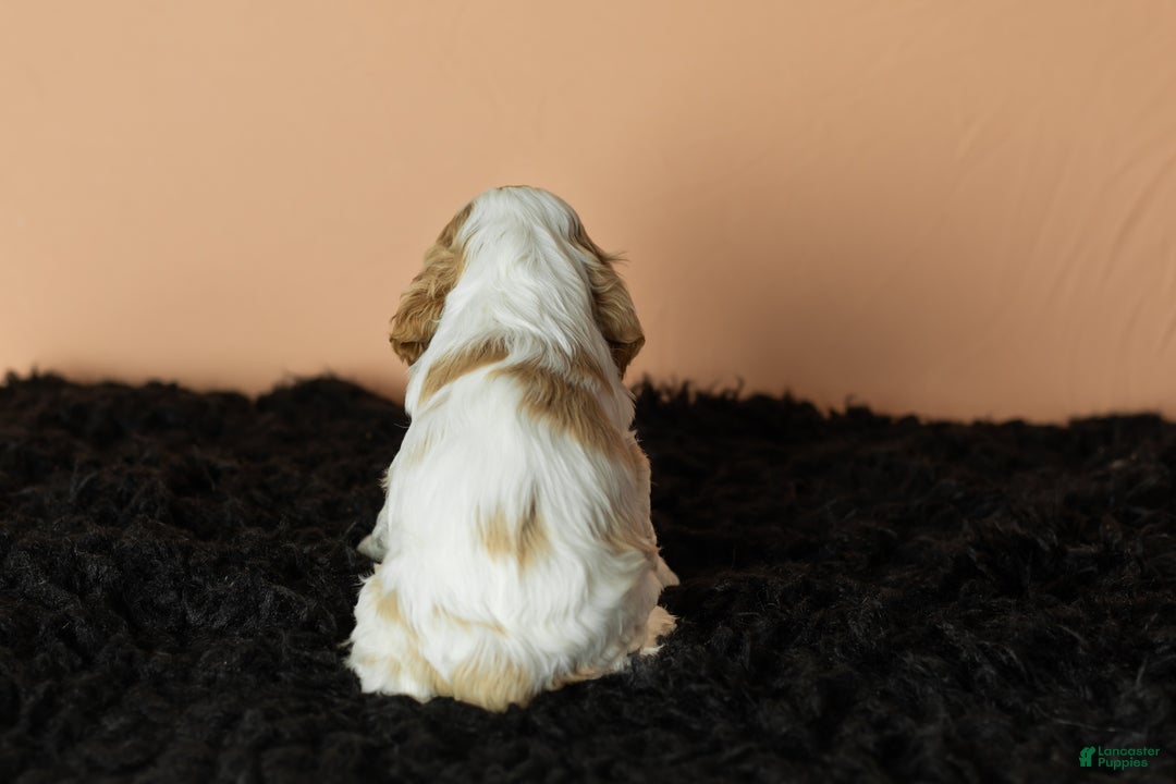 Cocker Spaniel dogs for sale: Gibson - Ad 6