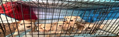 American Pit Bull Terrier 4