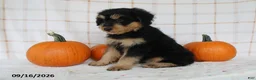 Mini Aussiedoodle dogs for sale: Bo - Ad 5