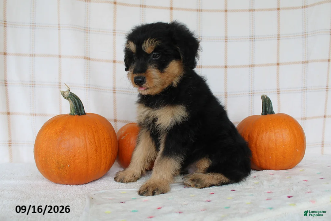 Mini Aussiedoodle dogs for sale: Bo - Ad 5