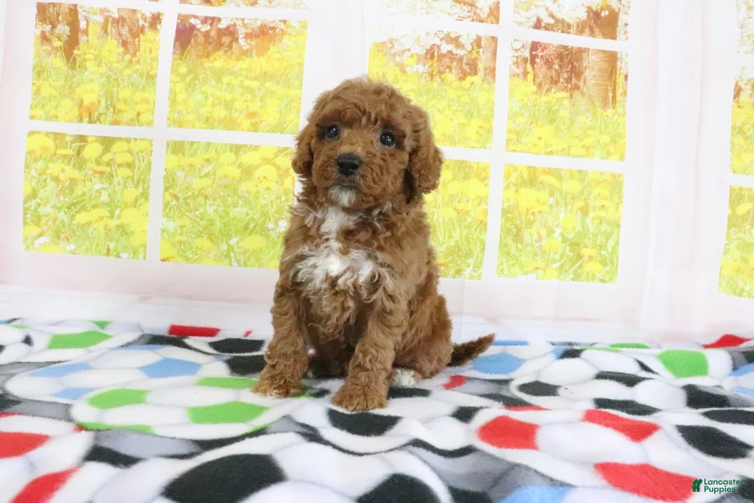 Mini Goldendoodle dogs for sale: Haven - Ad 1