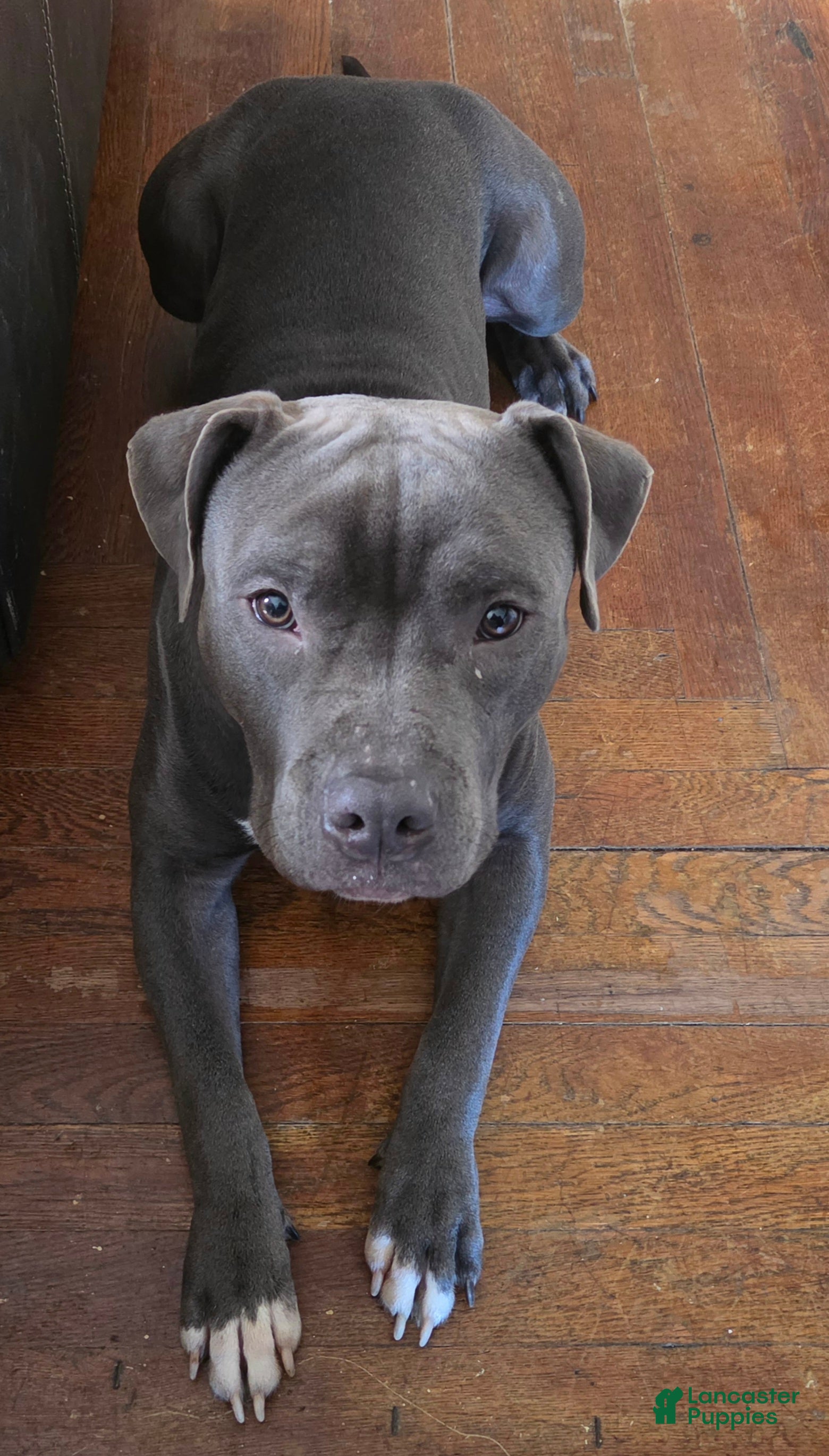American Pit Bull Terrier dogs for sale: American Pit Bull Terrier 1 - Ad 13