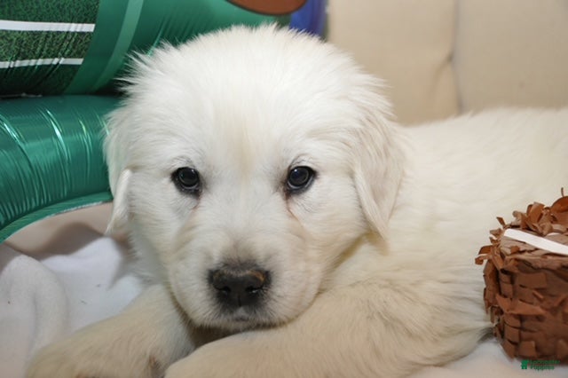 Golden Retriever dogs Mr. Love me Forever - Ad 1